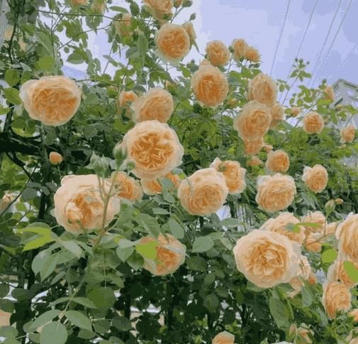 Elegant Climbing Rose Seeds | Perfect for Home Gardens, Balconies & Outdoor Decor | Pack of 1