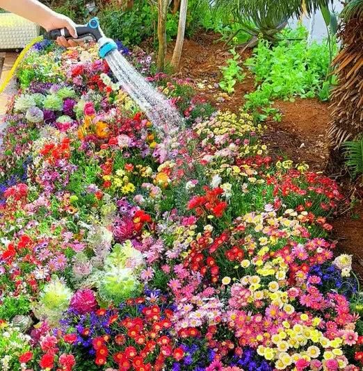 100 Varieties of Flower Seeds Pack with Free Plant Growth Supplement | Easy to Grow | Colorful Garden Bloom