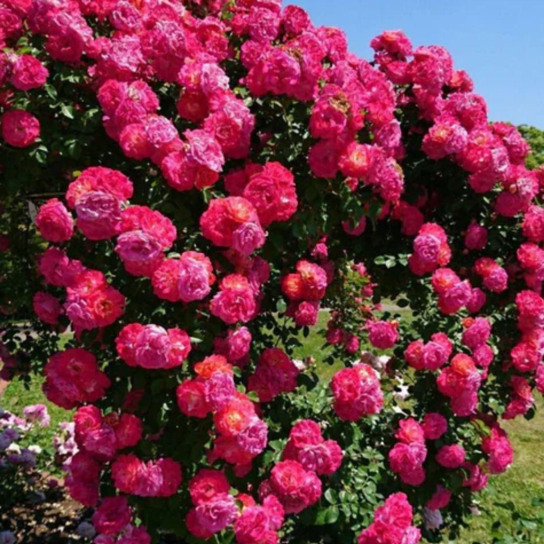Elegant Climbing Rose Seeds | Perfect for Home Gardens, Balconies & Outdoor Decor | Pack of 1